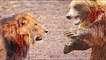 Vahşi Hayvan Saldırıları ! ► Aslan- AYI Kavgası ► Amazing Animal Attack ► Lion vs Bear Fight