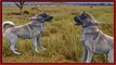 KANGAL   kangal saldırısı   kangal kurt dövüşü   kangal köpeklerin kralı   anadolu aslanı ayıboğan
