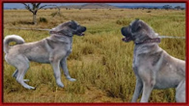 KANGAL kangal saldırısı kangal kurt dövüşü kangal köpeklerin kralı anadolu aslanı ayıboğan