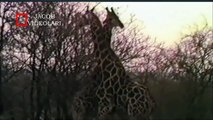 Vahşi Hayvan Saldırıları ! ► Zürafa- Zürafa Kavgası ► Amazing Animal Attack ► Giraffe vs Giraffe