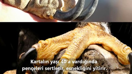 Kartalın Yeniden Doğuşu ★★★ EFSANE Mİ GERÇEK Mİ ★ CEVABI SİZ VERİN !!!