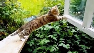 FUNNY CATS ★ Funny Cat Videos 2015 & 2016 (HD) [Funny Pets]