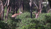 Braconnée ou privée de son habitat, la girafe, longtemps préservée, vient rejoindre la liste rouge des espèces menacées.