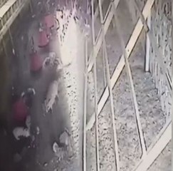 Tavuklar kümese giren tilkiyi kovaladı