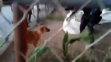 Pour sauver un chien d’une incendie, ce policier mexicain prend d’énormes risques