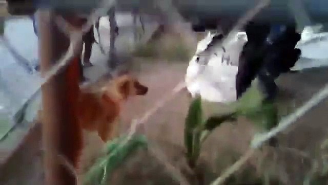 Pour sauver un chien d’une incendie, ce policier mexicain prend d’énormes risques