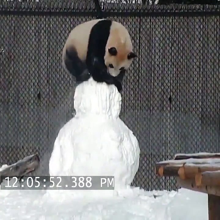 Voilà ce qui arrive lorsqu’un panda voit un bonhomme de neige pour la première fois !