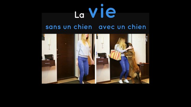 Le meilleur des compagnons c'est mon chien !