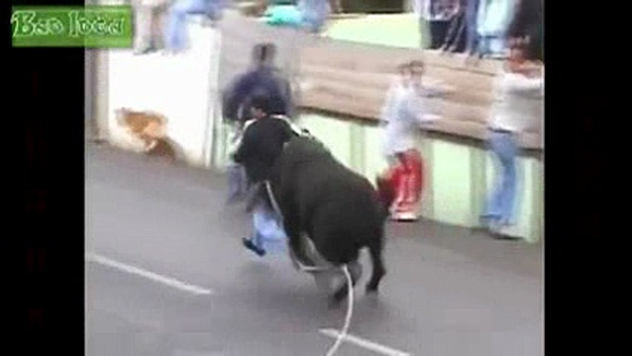 FUNNY ANIMALS cows -1