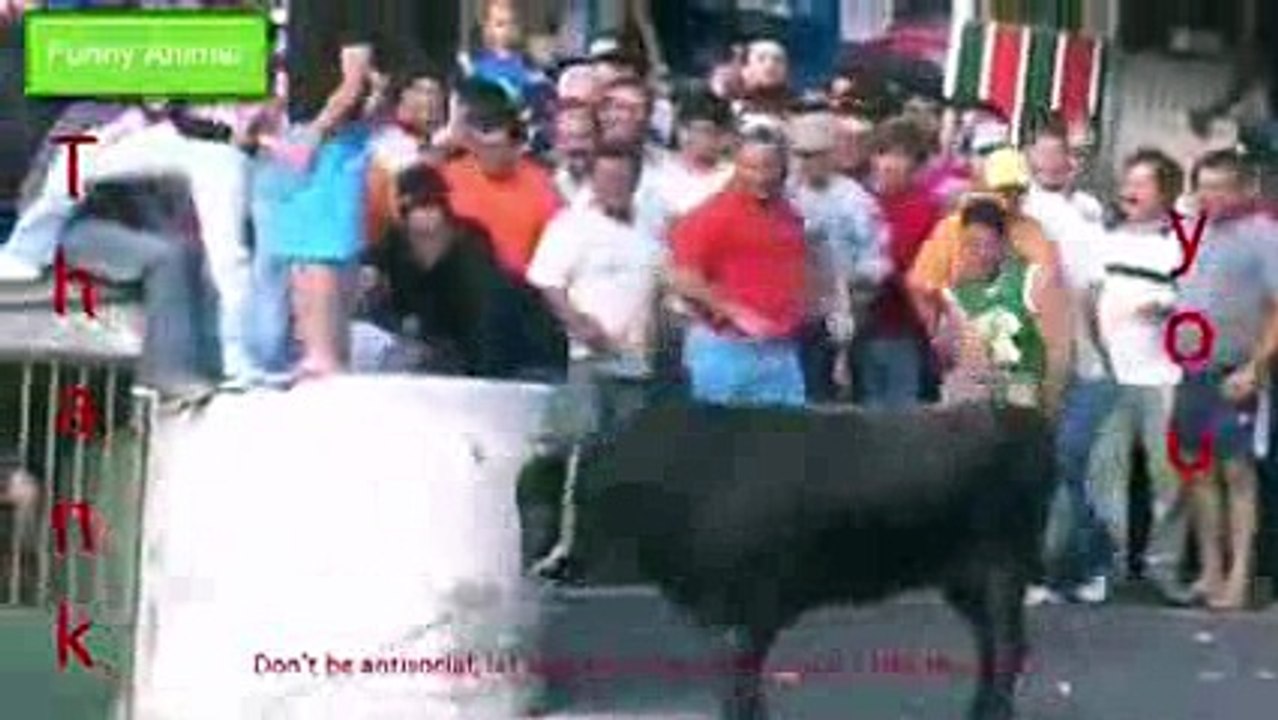 FUNNY ANIMALS cows -11