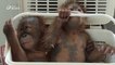 Thaïlande : la police sauve deux bébés orangs-outans d'un trafic
