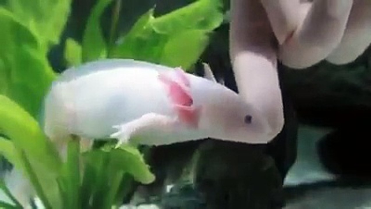 Human Love with Fish