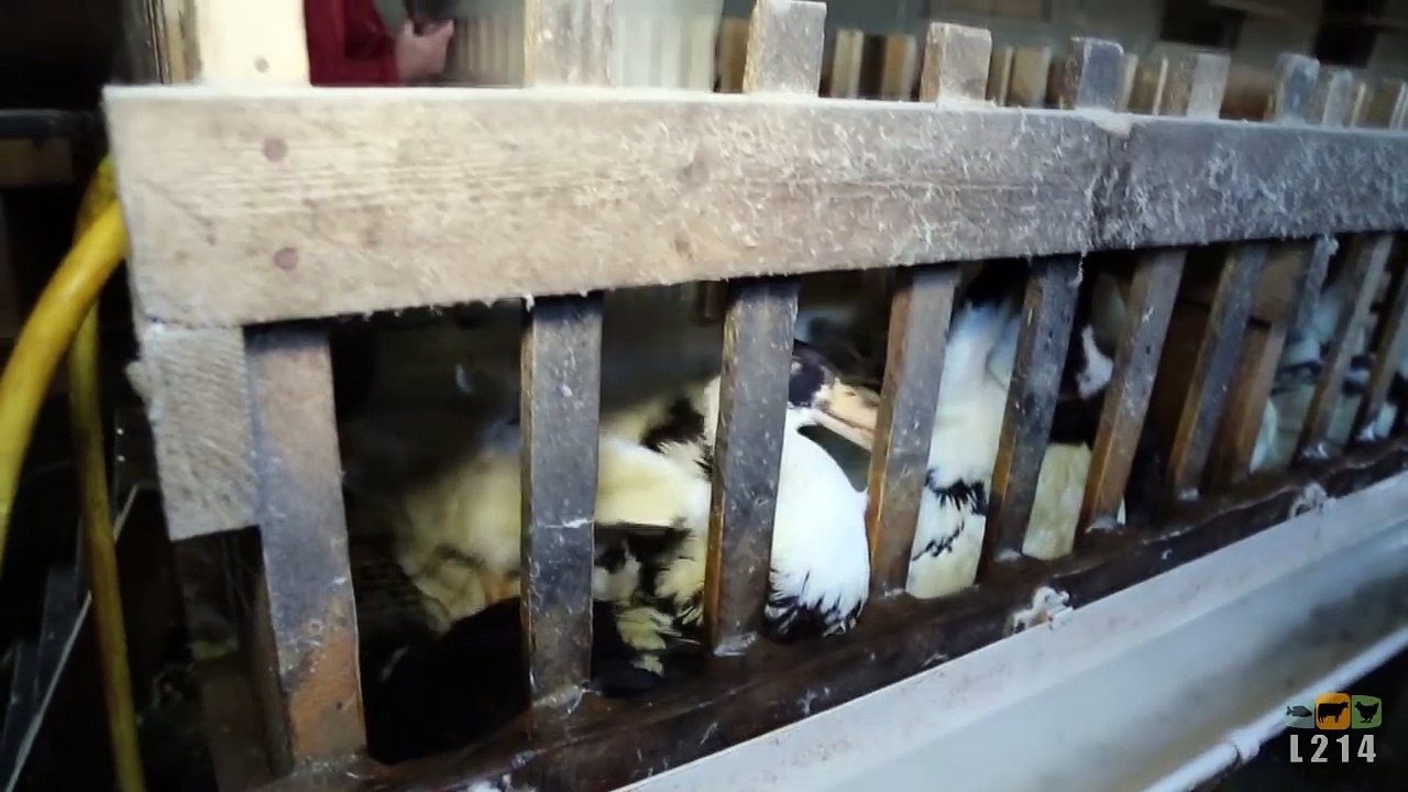 Si vous n'arrivez pas à regarder cette vidéo, ne mangez plus jamais de foie gras