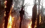 Incendio forestal en Manabí
