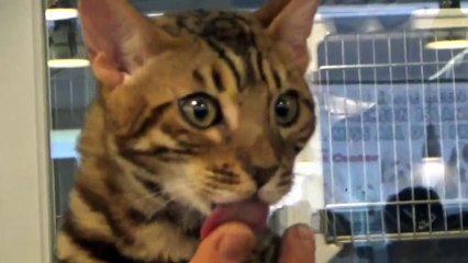 THANK YOU SONG for KIDS -  Toddlers - Preschoolers