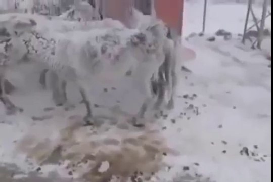 Soğuktan Donan Eşekler