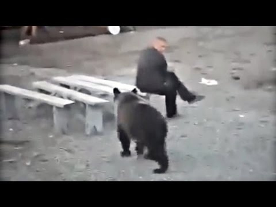 Man vs Bear Compilation - Man Punches Bear - Vines Compilation 2016