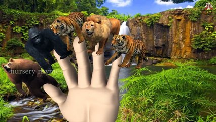 Finger Family || TIGER,BARE,LION version || Nursery Rhymes and Baby Songs