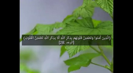 الذين آمنوا وتطمئن قلوبهم بذكر الله .. للشيخ عبدالعزيز عسيري