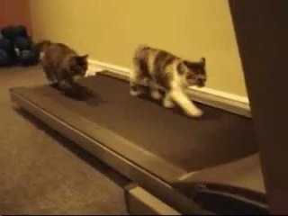 Funny Cats Doing Exercise On Treadmill - Funny Cats Videos  -  Funny Videos 2016