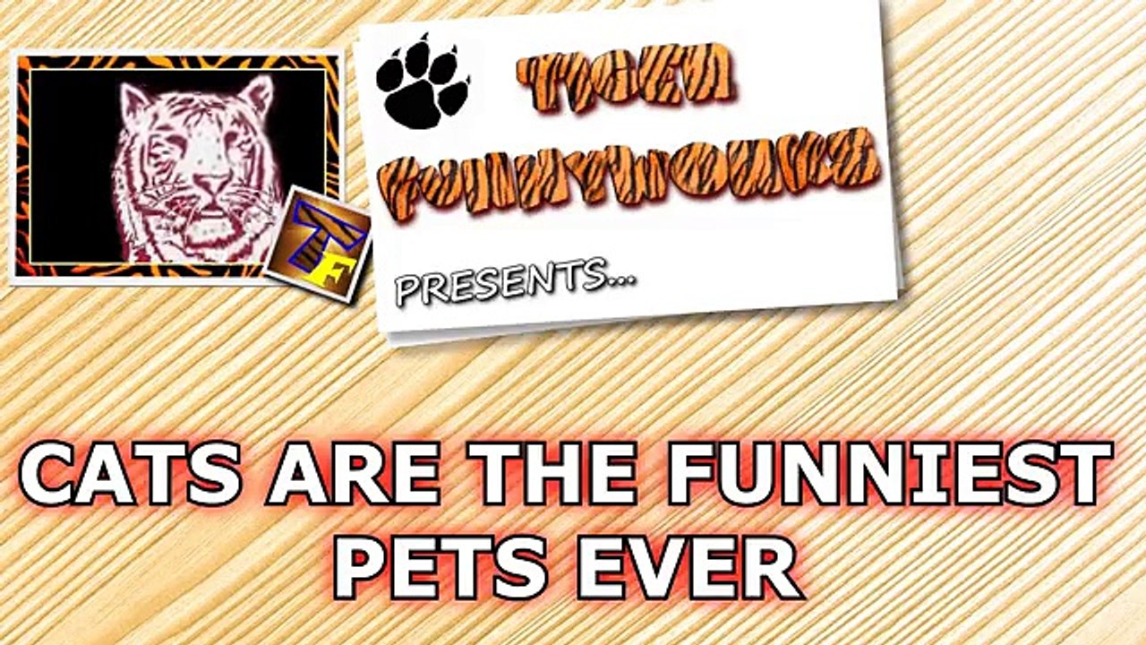 Cats are just the funniest pets ever - Funny cat compilation