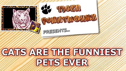 Cats are just the funniest pets ever - Funny cat compilation