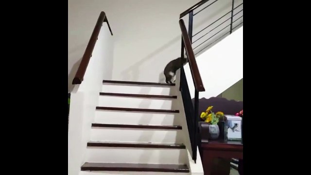 Un chat se fait amputer des deux pattes avant et continue de vivre comme si de rien n’était