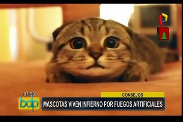 Télécharger la video: Fiestas por fin de año: ¿cómo evitar que las mascotas sufran con los pirotécnicos?