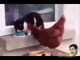 Poulet essayant de voler la nourriture de chat