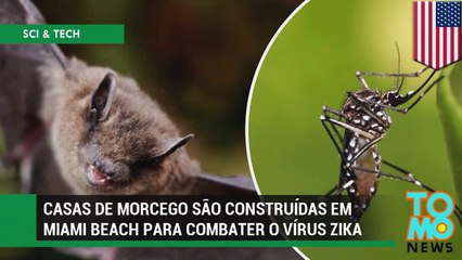 Casas de morcego são construídas em Miami Beach para combater o vírus zika.