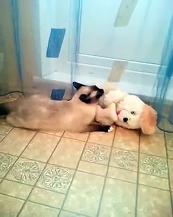 Sneaky Cat Teleportation - Funny Videos at Videobash
