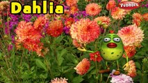 Dahlia Rhyme | 3D Nursery Rhymes With Lyrics For Kids | Flower Rhymes | 3D Rhymes Animation