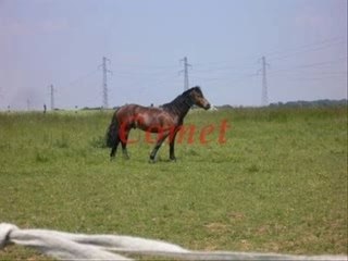 Les Écuries de Montfort : La Passion du Cheval - thumbnail