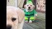 Cute Puppy Dressed as Elf Will Make Your Christmas