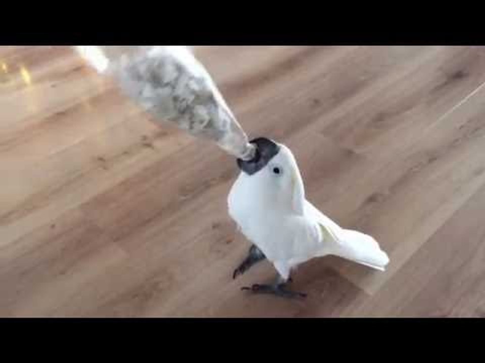 Harley the Cockatoo Goes Nuts for Hidden Treats
