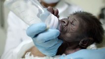 Baby Gorilla Introduced to Family at San Diego Zoo Safari Park