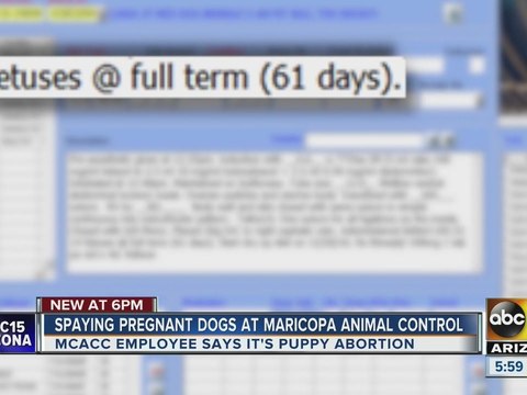 Maricopa County shelter begins spaying pregnant dogs