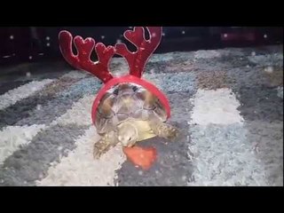 Festive Tortoise Rocks His New Christmas Attire