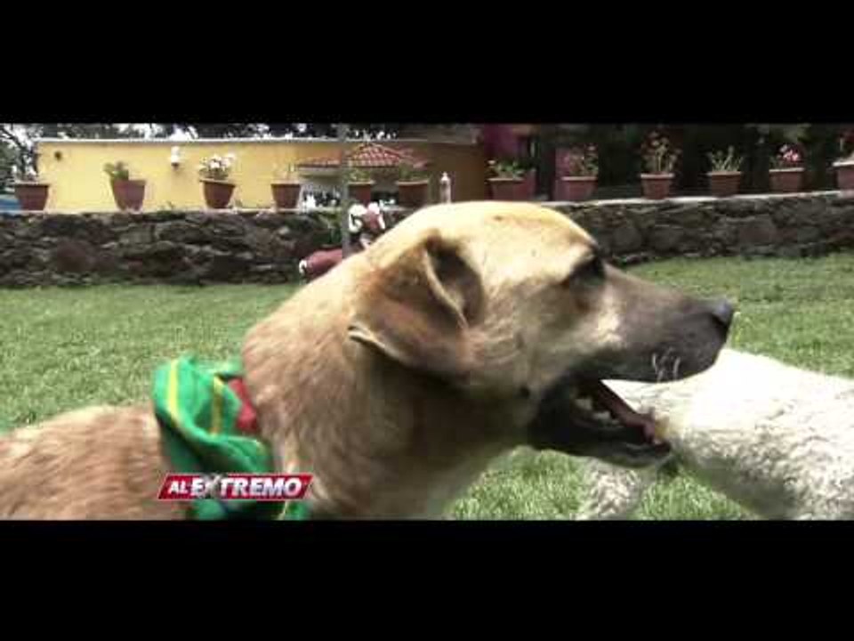 ¡Perrito sobrevive tres veces!