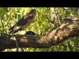 Native Birds Chill and Kill in Central NSW