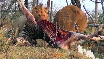 (NEW) - (HD) - FANGS, TEETH, and CLAWS - Animals Documentary - WILD