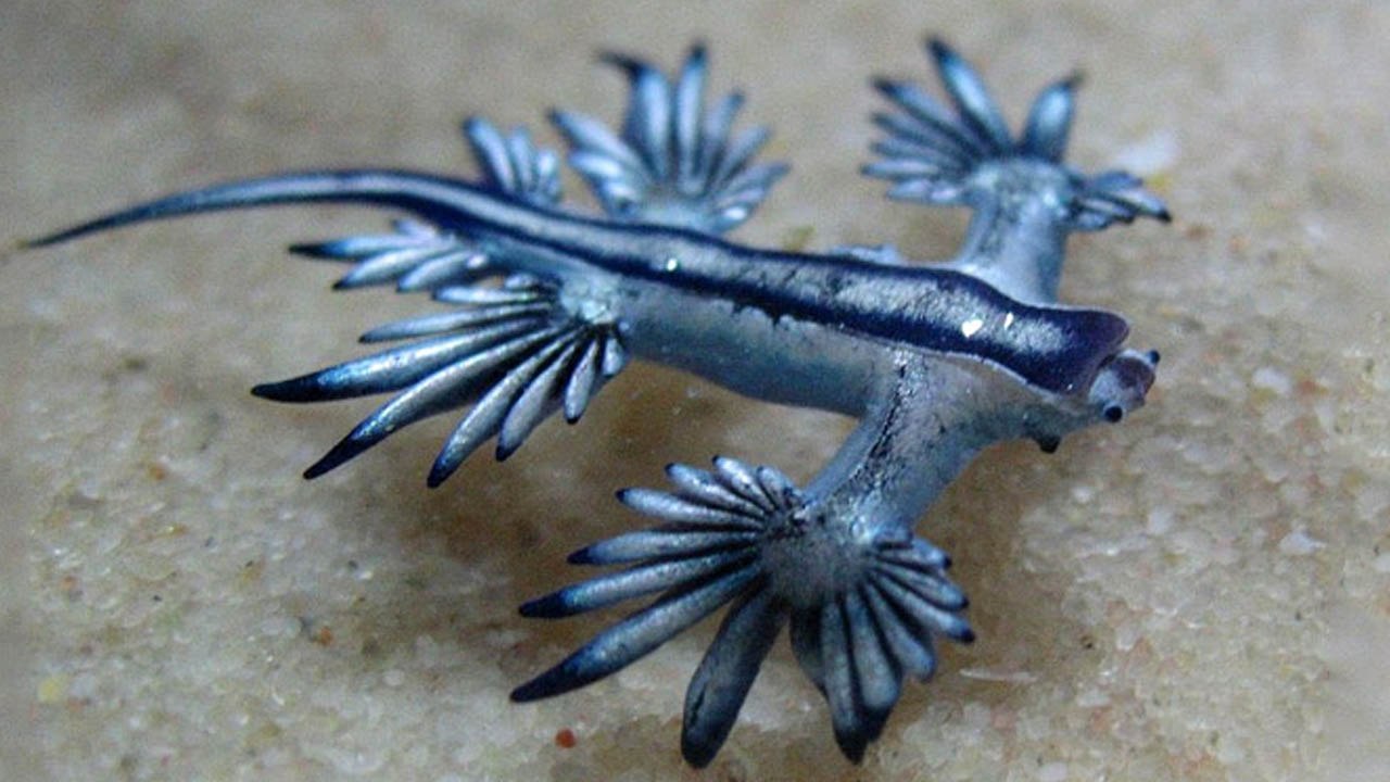 10 Strangest Animals You Didn't Know Exist