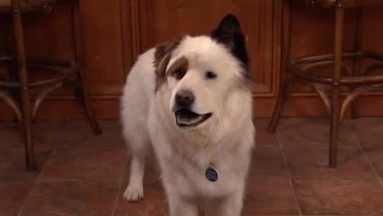 Dog with a Blog - S 3 E 11 - Stan's New BFF