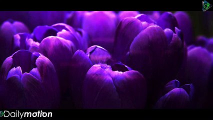 V-Sag Ft. Alexandra Mckay - Lonely (Official Lyric Video)