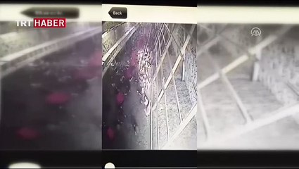 Tavuklar tilkiyi kovaladı