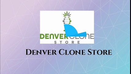 cannabis clones
