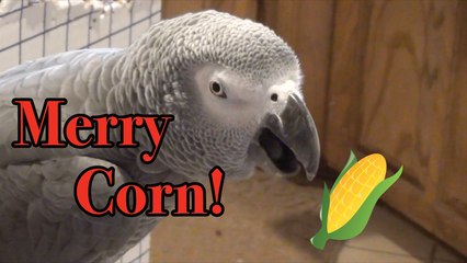 Einstein Parrot's Multicultural Holiday Greeting