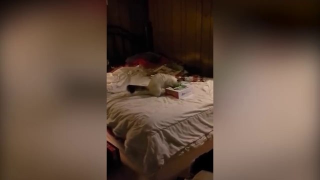 Ce chat joue du piano comme Mozart LOL