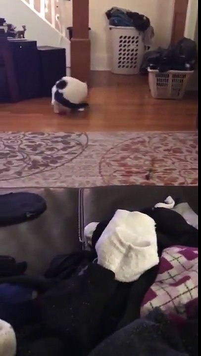 Ce chat fout le bazar la tête coincée dans une boite !!