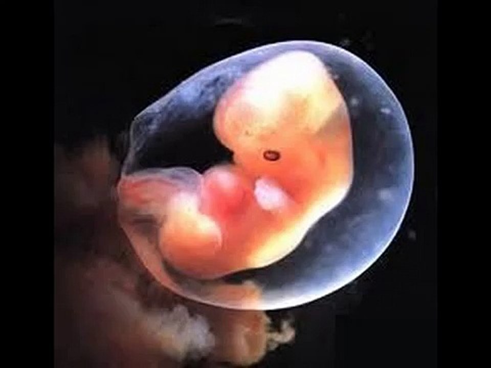 PREGNANCY WEEK 14 II गर्भावस्था का 14वां हफ्ता II